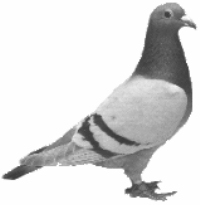 Pigeon